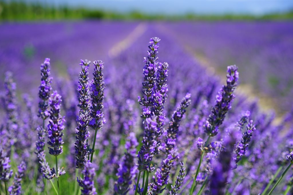 lavender in a field, showcasing the color trend for weddings in 2024